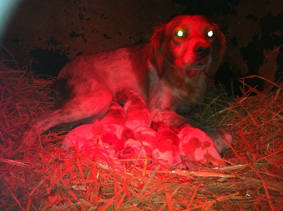 les chiots de hopi sont nées